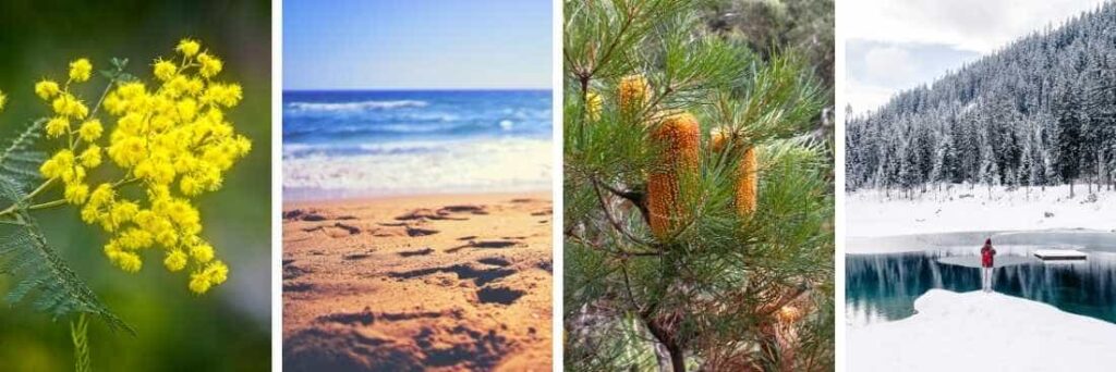 4 images to signify the 4 seasons; wattle for spring, the beach for summer, bankia flowering for autumn, and a frozen landscape for winter.