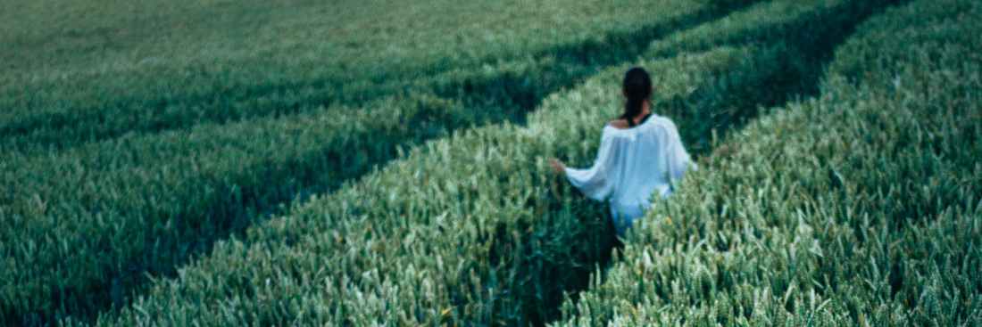 A person walking through a field of shoulder high green plants