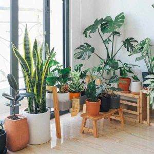 Potted green indoor plants near a window.
